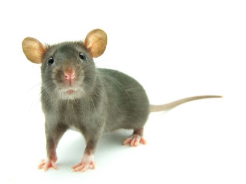 How to manage pest problems