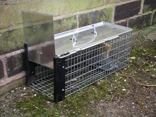 Tips for trapping the rats in your home