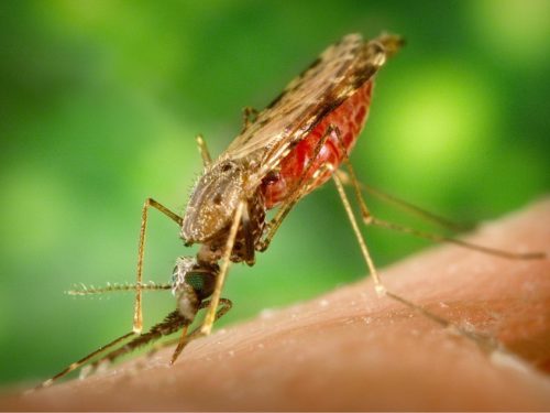 Tips for Choosing the Best Mosquito Repellent