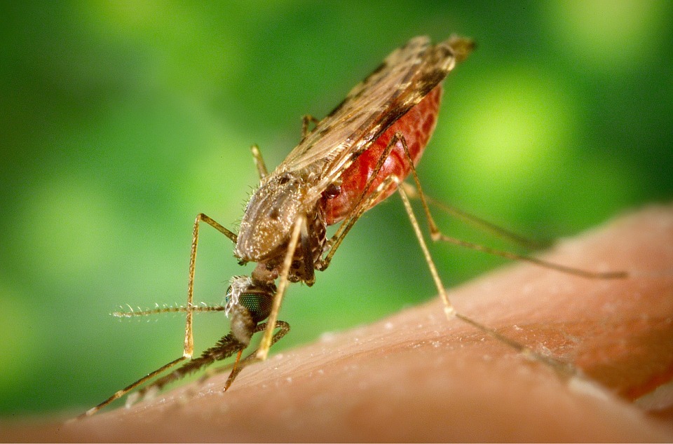 a mosquito biting a person