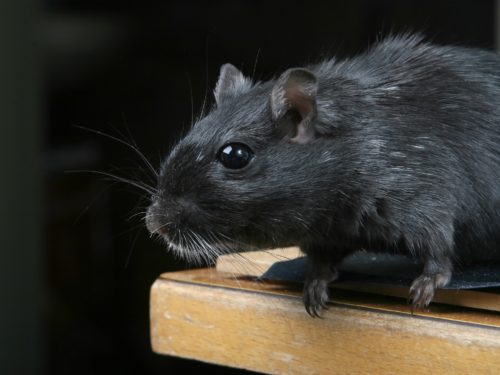Getting Rid of Rodents