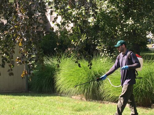 Benefits of Hiring Pest Control Specialists