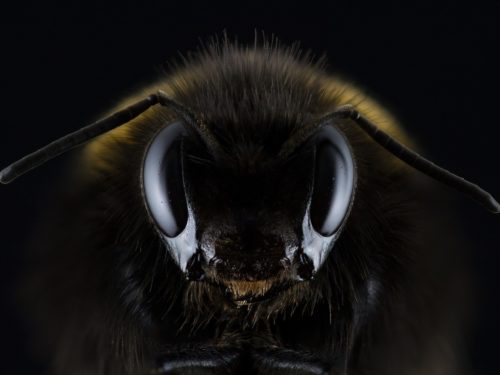 The Importance of Hiring Bee Removal Companies