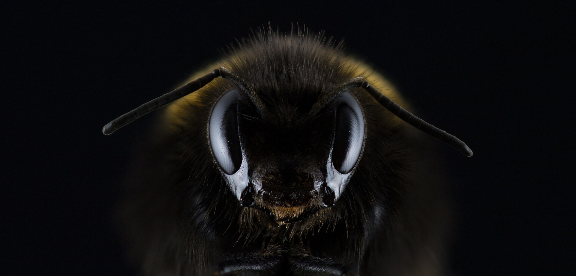 close up picture of a bee