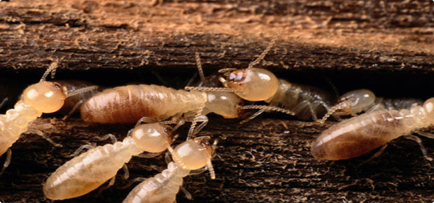 termite infestation