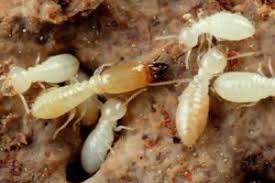 termites