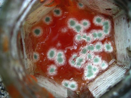 Do You Need Mold Remediation?