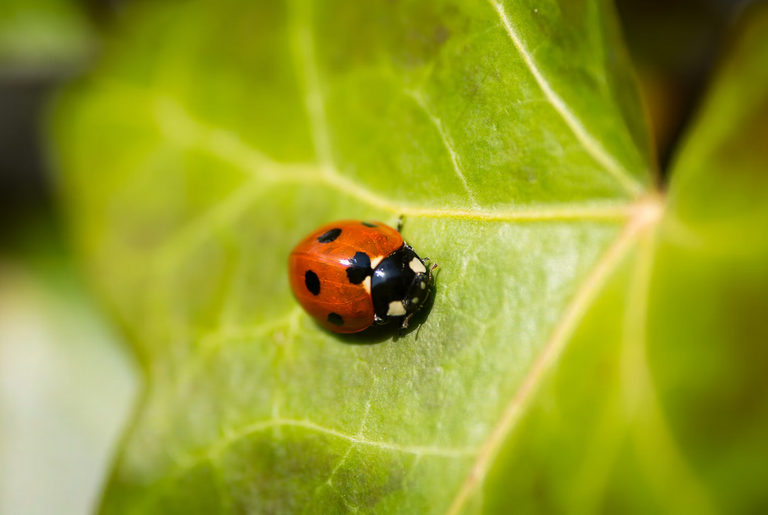ladybug