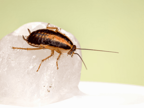 Pest-Proofing Your Garden: Protecting Your Home from Outdoor Invaders